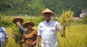 PT Inalum – LPPM USU: Panen Perdana Mina Padi di Desa Meat