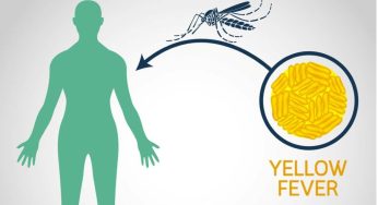 Yellow Fever: Penyakit Mematikan yang Masih Mengancam