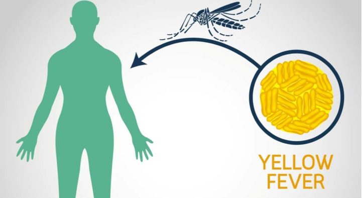 Yellow Fever: Penyakit Mematikan yang Masih Mengancam